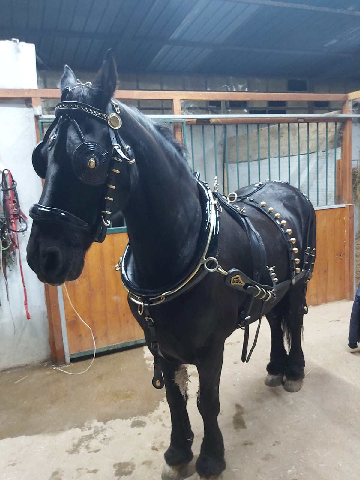 FINIMENTO PARIGLIA NERO LUCIDO/ ACCESSORI OTTONE